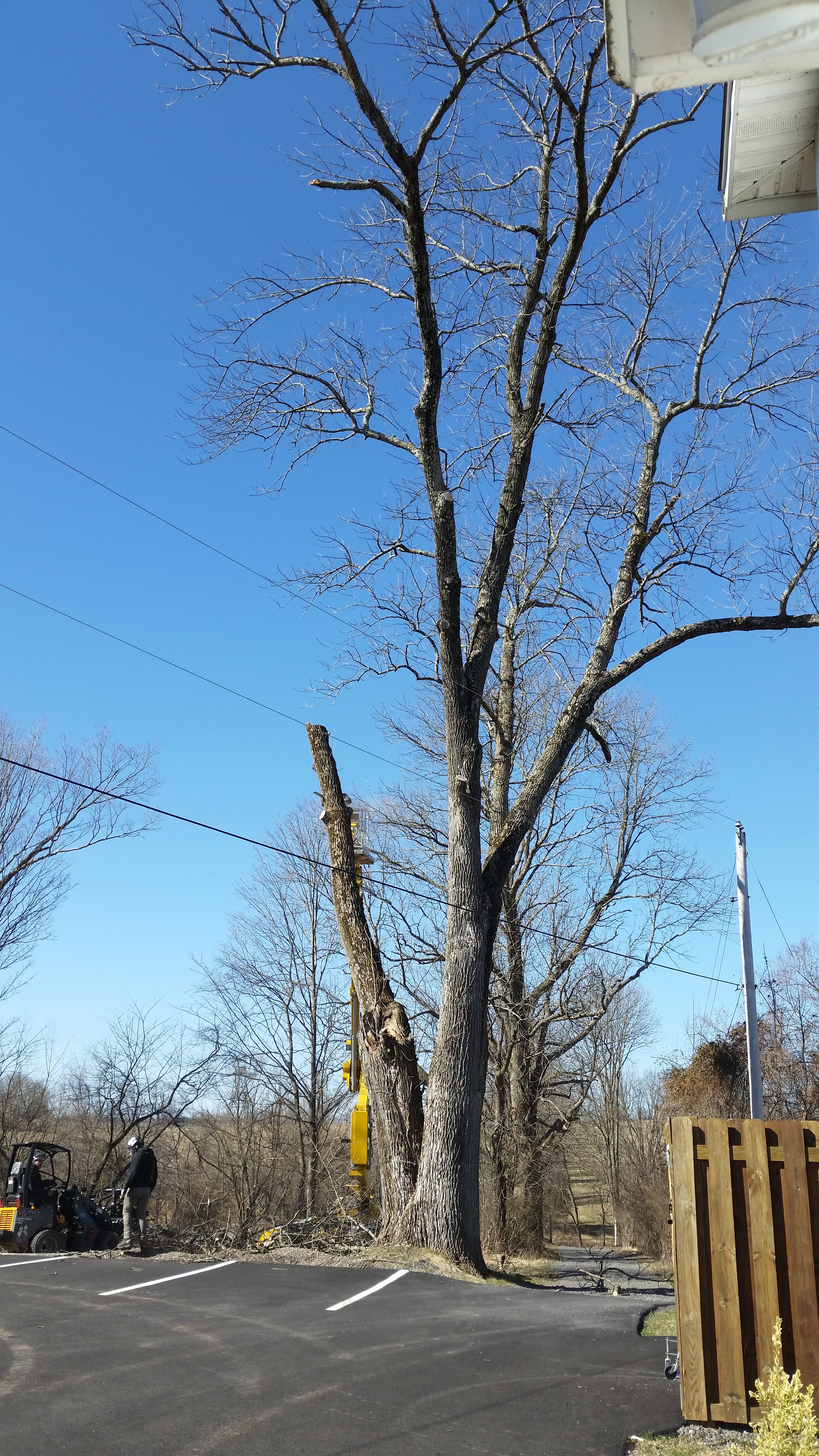 Ash tree_removed_3-2019_.1