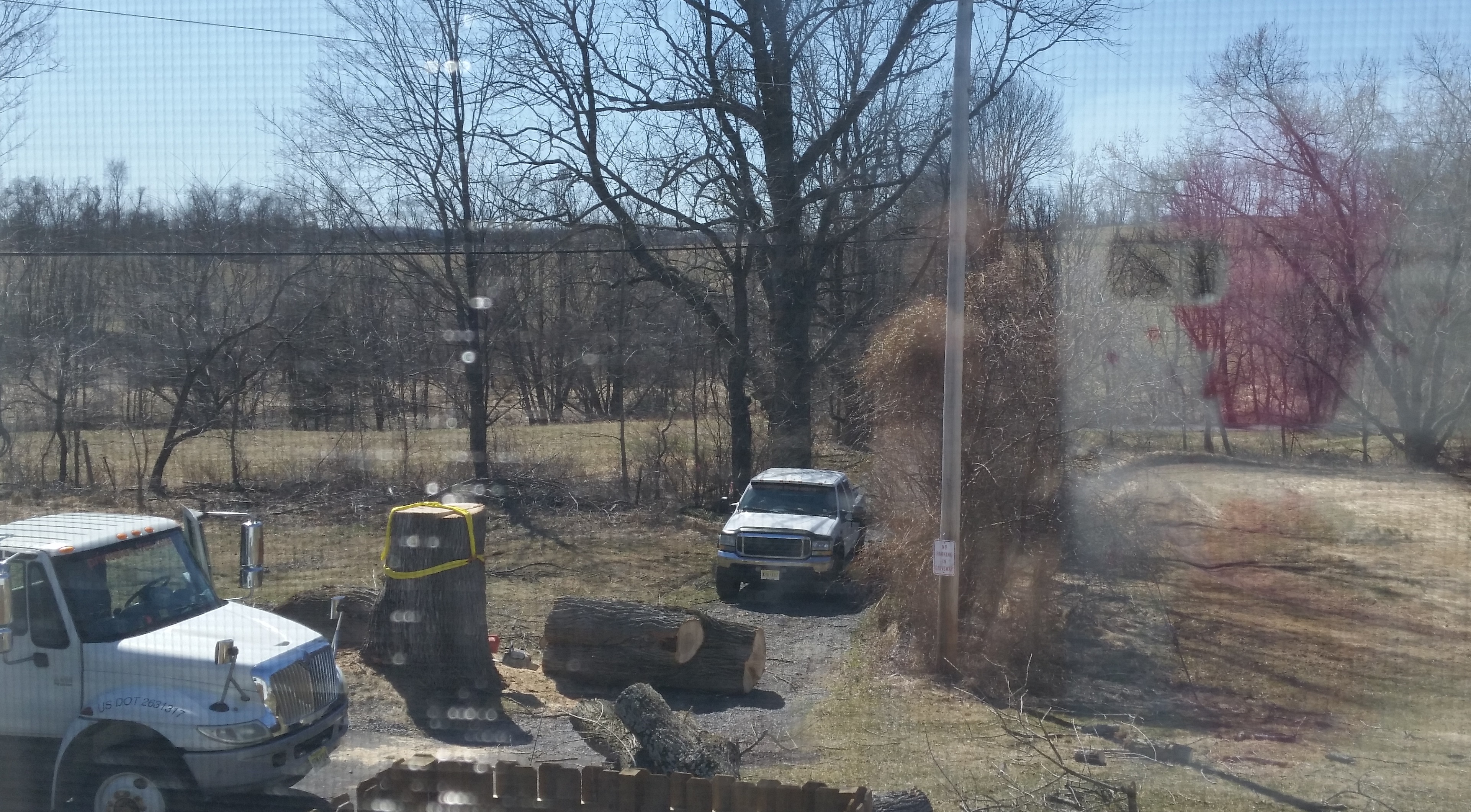 Ash tree_removed_3-2019_.2